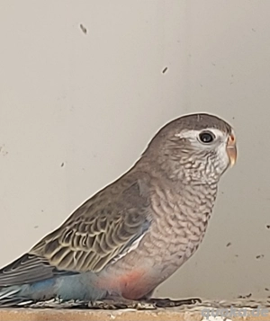 Junger Bourkesittich - Vögel - Sittiche 