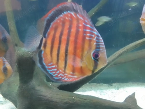 3 Diskus Wildfang Paar 