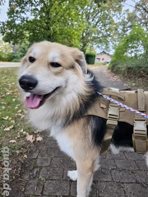 Balu sucht ein Zuhause