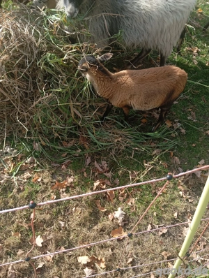 Kamaraun Schafe 3-jährig