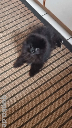 Pomeranian Bärchen