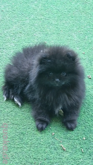 Wunderschöne Pomeranian