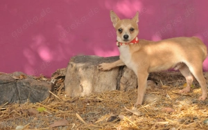  Möchtest du ihm zeigen, dass Liebe heilen kann und ihm das Zuhause schenken, das er nie hatte? Bild 2