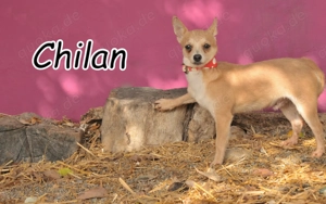  Möchtest du ihm zeigen, dass Liebe heilen kann und ihm das Zuhause schenken, das er nie hatte?