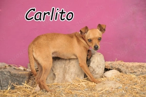 Möchtest du sein Herz erobern und ihm das Zuhause schenken, das er nie hatte?