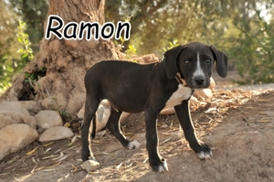 Möchtest du diesem kleinen Abenteurer zeigen, wie schön das Leben sein kann?