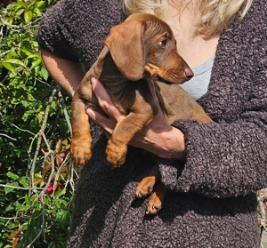 Zwergdackel Rüde sucht geeignetes Zuhause 