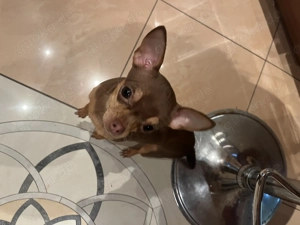 Teacup Chihuahuas suchen neues zu Hause! 