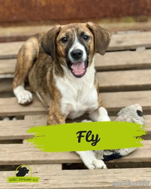 Fly wurde einfach auf einem Feld ausgesetzt 