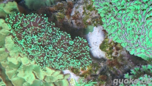 Meerwasser Korallen Ableger