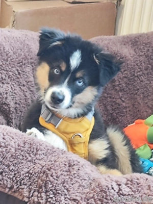 Mini Australian Shepard 