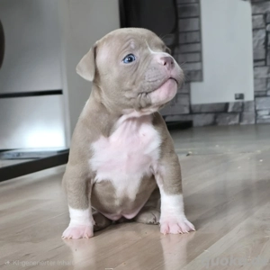 American bully welpen