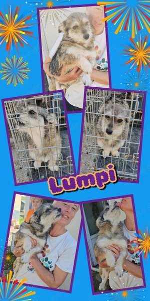kleiner, anhänglicher, lieber, super verträglicher, lustiger Rüde "Lumpi" sucht ein  Zuhause