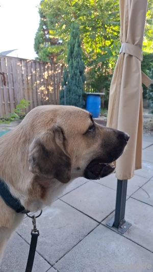 Odin Dringend Abzugeben 