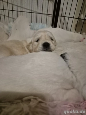 Wunderschöne Golden Retriever Welpen :)