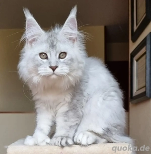 Maine Coon Babys suchen ein neues Zuhause.