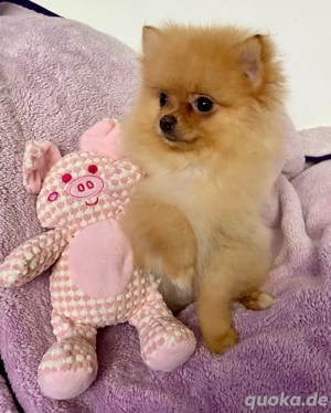 Zwergspitz Pomeranian Welpe ( Hündin ) 