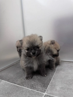 Pomeranian Welpen
