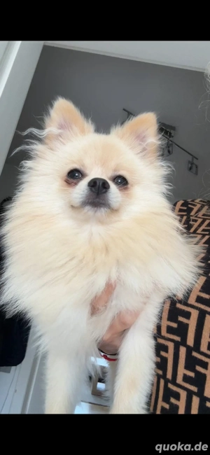 Liebevolles zuhause für kleinen Pomeranian Zwerckspitz gesucht ! 