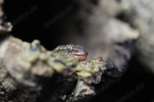Jungferngecko (Lepidodactylus lugubris)