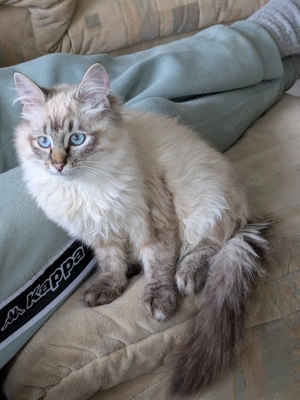 Schöner kleiner Siamkater und kleine Norwegische Waldkatzenmix Dame suchen ihr Für-Immer-Zuhause