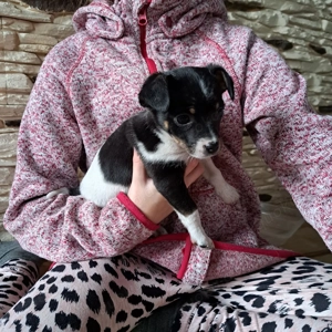 Niedliche Jack Russel-Zwergpinscher Welpen  Bild 3