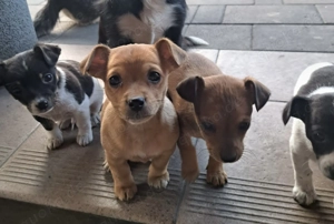 Niedliche Jack Russel-Zwergpinscher Welpen  Bild 9