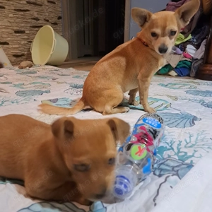 Niedliche Jack Russel-Zwergpinscher Welpen  Bild 8