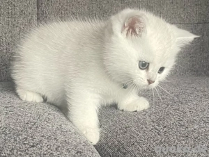 Bkh Silver tabby kitte, Kater. Katze