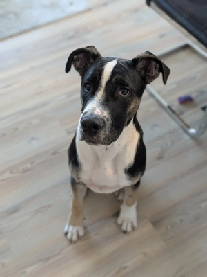 Old Englisch  schäferhundmix