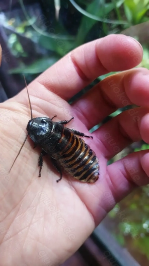 Fauchschaben (Gromphadorhina portentosa)