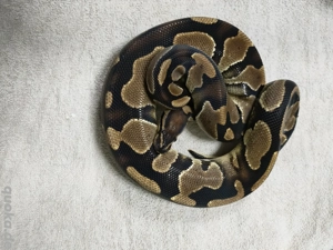 0.1 Yellowbelly 100% het Pied