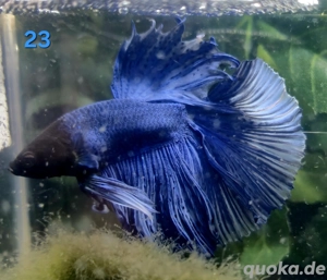 Kampffisch Männchen Betta splendens Multicolor HMPK 