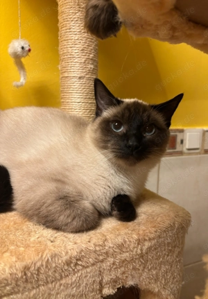 Verspielter Kater sucht neues Zuhause - Siam & Heilige Birma Mix