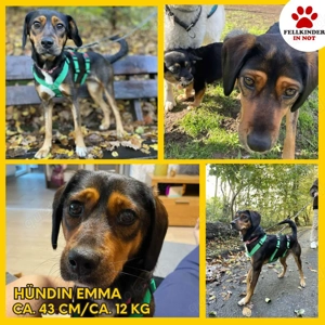 Sanfte Bracken Mischlingshündin Emma sucht ihre Menschen