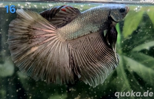 Kampffisch Männchen Betta splendens Halfmoon 