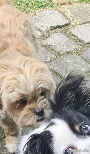 Shitzu Weibchen Junghund