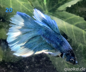 Kampffisch Männchen Betta splendens Halfmoon Butterfly 