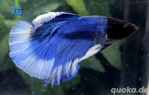 Kampffisch Männchen Betta splendens Halfmoon Butterfly 