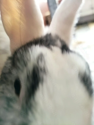 Taboo sucht ein neues Zuhause 