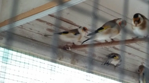 Stieglitz Major (Weißkehle, Weißkopf, Isabellpastell, Achat, Braun und mehr)