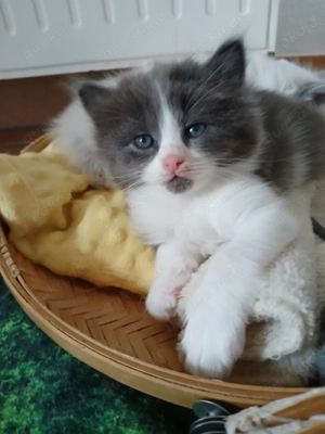 Ragdoll Kitten Reinrassig