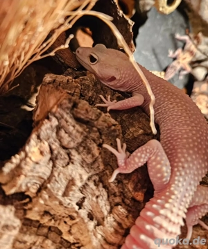 0.1 Leopardgecko Diablo Blanco