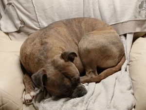 Mischling, männlich zweieinhalb Jahre 