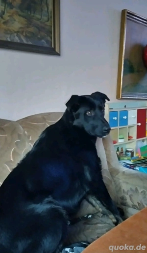 Altdeutscher  Schäferhund 