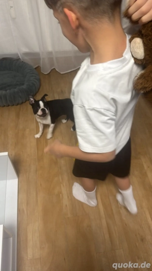 boston terier welpen 