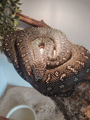 Diamantpython Morelia sp. spilota NZ25