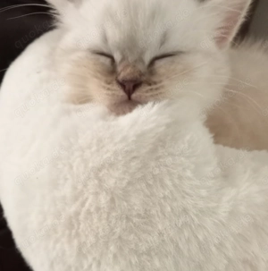 BKH Kätzchen 3 Monate