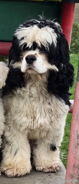 American Cocker Spaniel Rüde Tricolor 