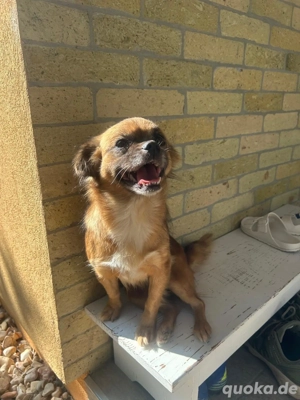 Kleine Maus sucht ihr Glück 